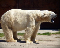 かわいいシロクマ